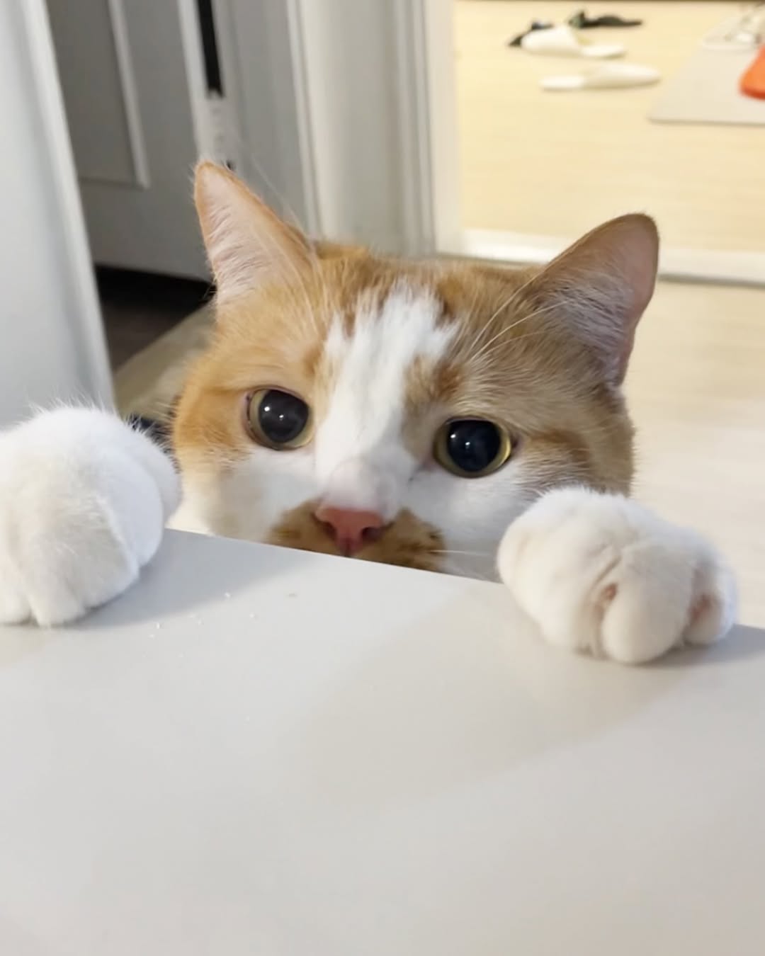 고양이, 임춘식